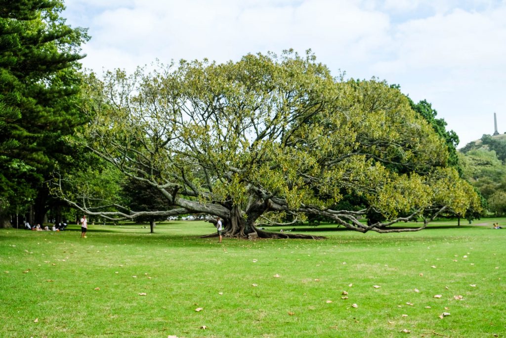 Wide Tree In Cornwall Park