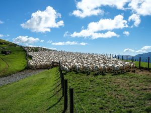 Schafe Bereit Zum Imprägnieren